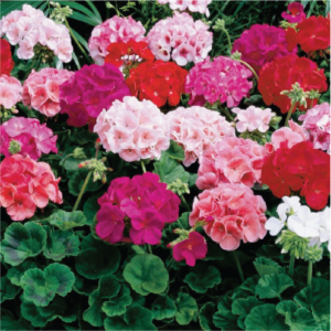 3 Bedding Plants Bundle