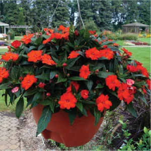 6 Bedding Plants Bundle