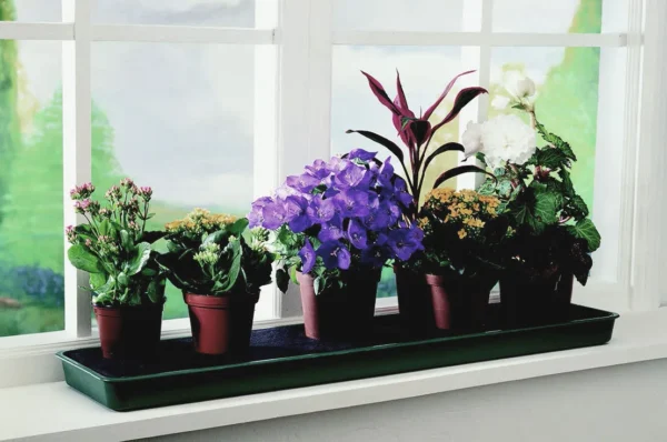 Self Watering Tray