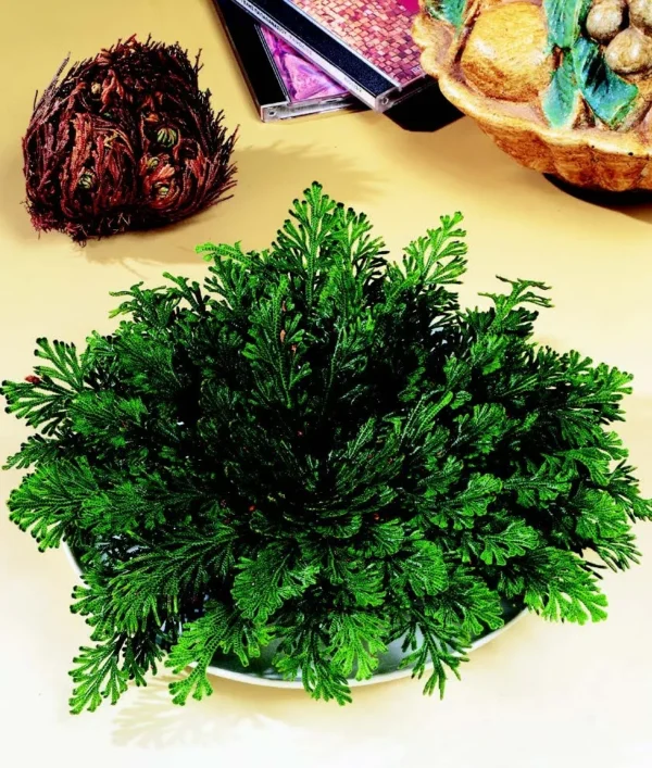 Rose of Jericho