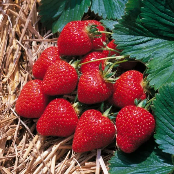 Strawberry Plants - Image 5