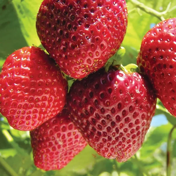 Strawberry Plants - Image 3