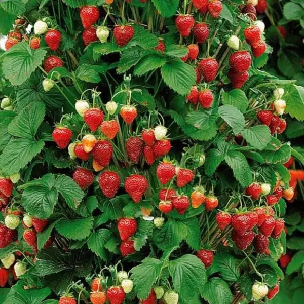 Strawberry Plants - Image 4