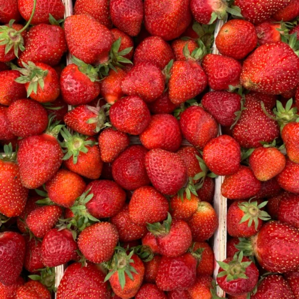 Pack of 5 Strawberries Plants