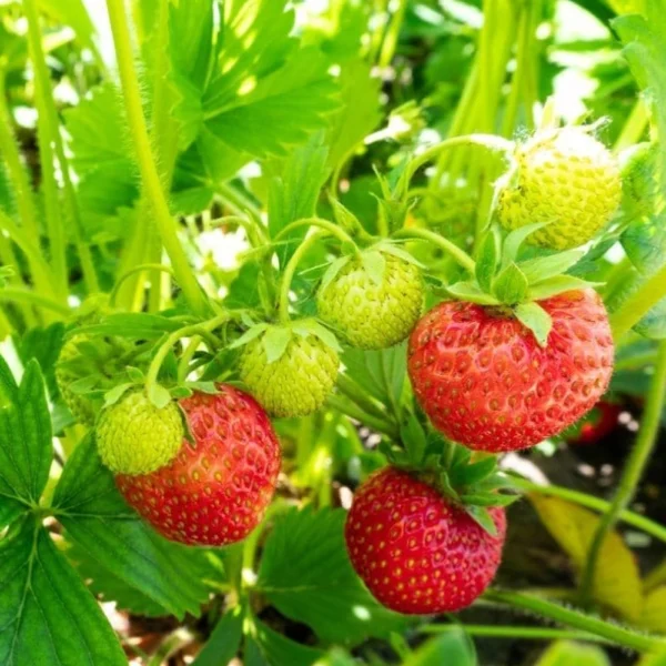 Strawberry Plants